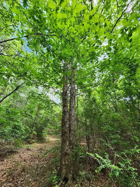 tbd Valley Ln, Summit, MS 39666 photo 20