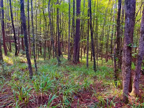 3050 James Dr, Wesson, MS 39191 photo 4