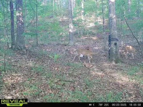 781 Ebenezer Rd, Fayette, MS 39069 photo 11