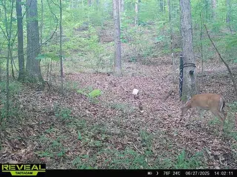 781 Ebenezer Rd, Fayette, MS 39069 photo 13
