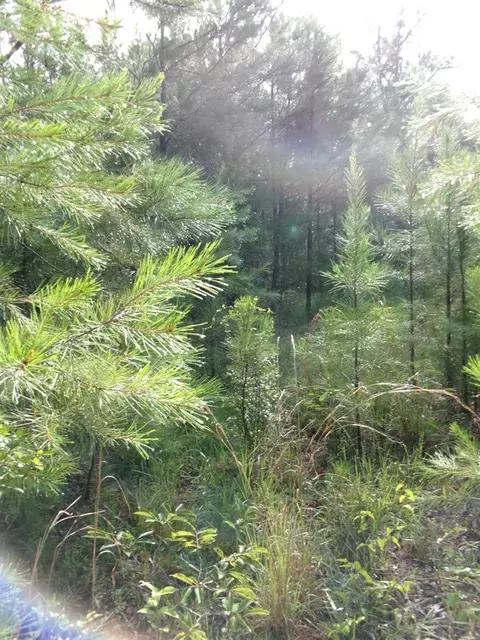 00 George Bennett Roadrankin Rd, Sontag, MS 39665 photo 4