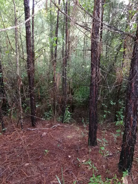 00 George Bennett Roadrankin Rd, Sontag, MS 39665 photo 5