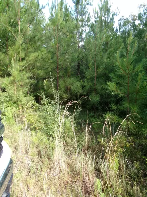 00 George Bennett Roadrankin Rd, Sontag, MS 39665 photo 3
