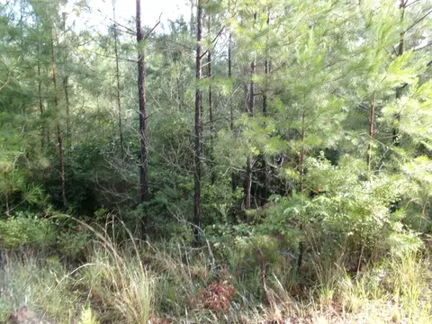 00 George Bennett Roadrankin Rd, Sontag, MS 39665 photo 2