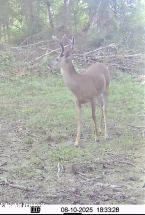 00 King Rd, Wesson, MS 39191 photo 37