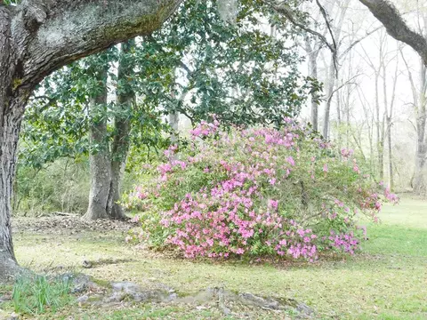 48 Powlett Rd, Natchez, MS 39120 photo 36