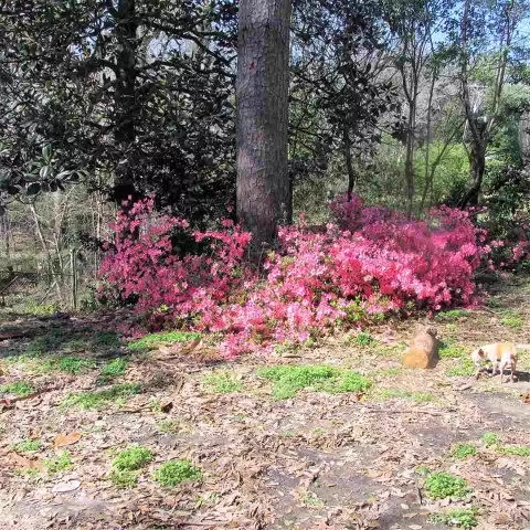 133 Lagrange Rd, Natchez, MS 39120 photo 32