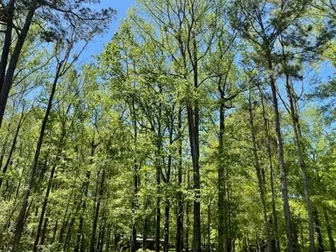 6 Gonzales Rd, Roxie, MS 39661 photo 30