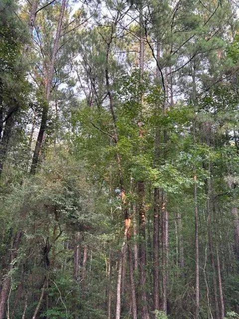 0 W Homochitto Rd, Gloster, MS 39638 photo 5