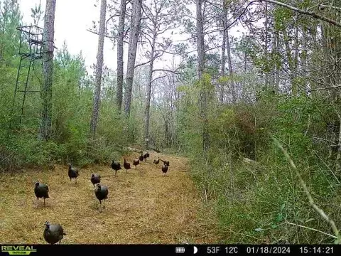949-969 Benndale Rd, Wiggins, MS 39577 photo 49