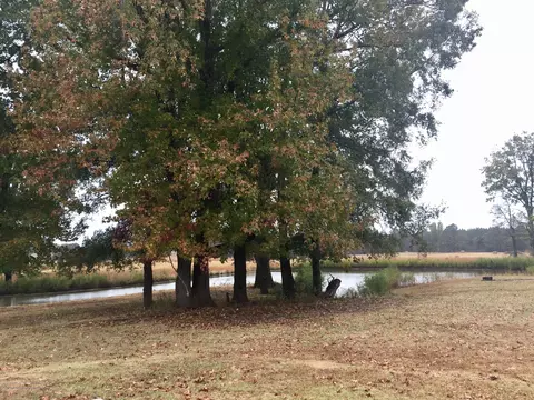 697 Mcclyde, Como, MS 38619 photo 24