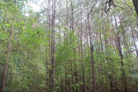1089 Independence Rd, Coldwater, MS 38618 photo 7