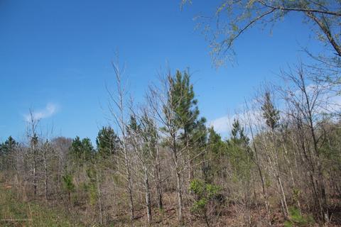 1519 Co Rd 14, Myrtle, MS 38650 photo 9