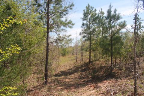 1519 Co Rd 14, Myrtle, MS 38650 photo 22