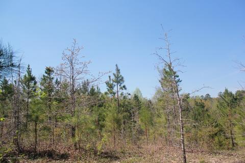 1519 Co Rd 14, Myrtle, MS 38650 photo 20