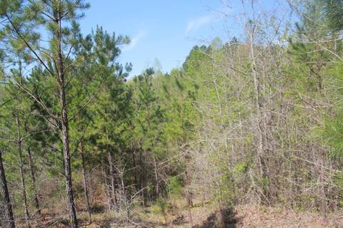 1519 Co Rd 14, Myrtle, MS 38650 photo 21