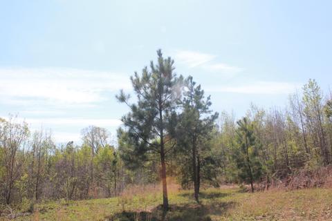 1519 Co Rd 14, Myrtle, MS 38650 photo 13