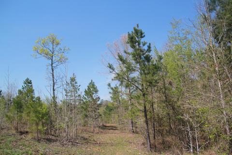 1519 Co Rd 14, Myrtle, MS 38650 photo 14