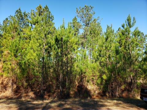 2 Clear Lake Road, Perkinston, MS 39573
