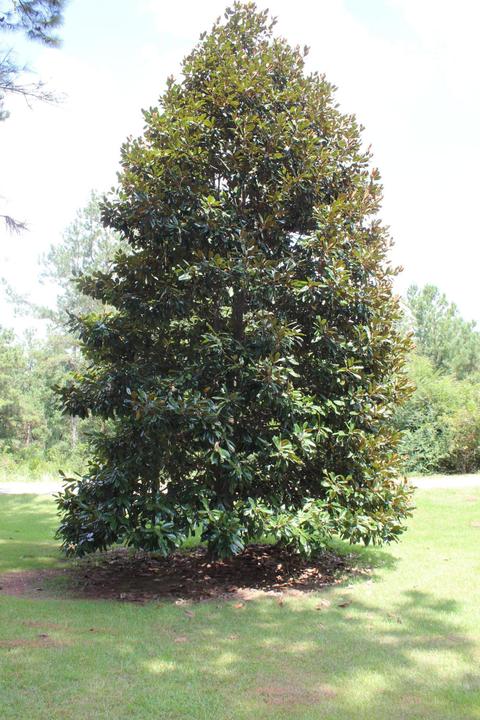 105 Red Cedar, Lucedale, MS 39452 photo 63