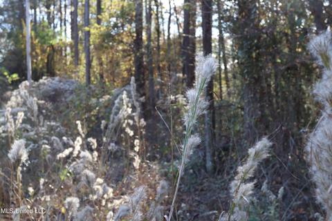0 Timber Crk, Byram, MS 39272 photo 8