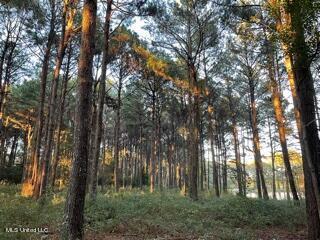 1773 Old Highway 21, Forest, MS 39074 photo 23
