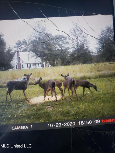 161 The North Road Rd, Florence, MS 39073 photo 14