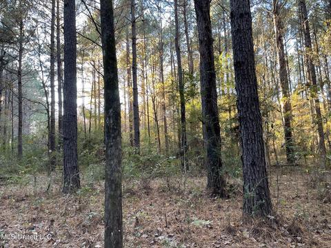 Highway 13, Morton, MS 39117 photo 15