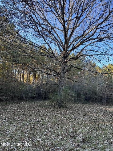 Highway 13, Morton, MS 39117 photo 22