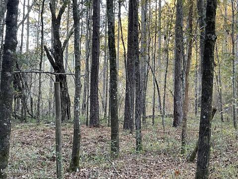 Highway 13, Morton, MS 39117 photo 21