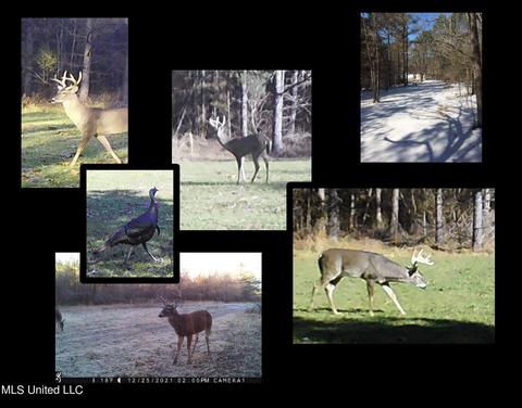 2962 Simon Chapel Rd, Sardis, MS 38666 photo 3