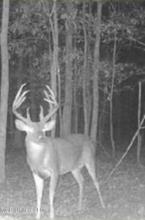 Hwy 49 E, Tchula, MS 39169 photo 55