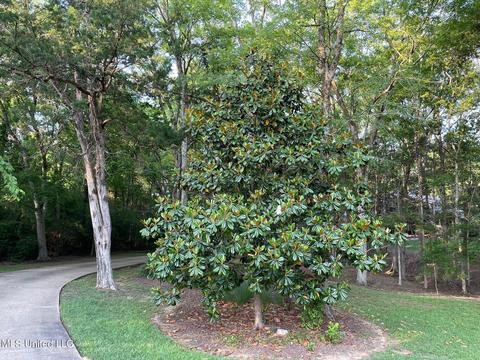 404 Locust Cv, Madison, MS 39110 photo 4