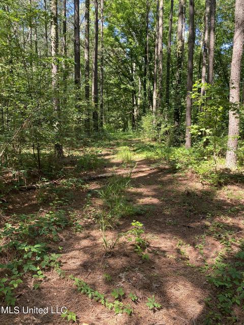 0 Franks Rd, Coldwater, MS 38618 photo 5
