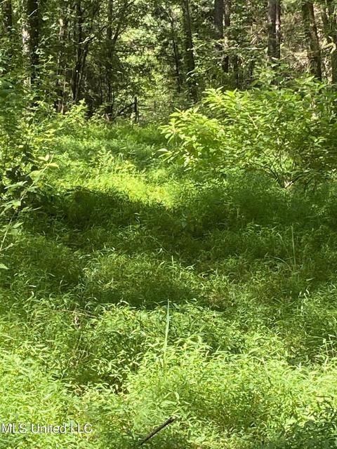 0 Franks Rd, Coldwater, MS 38618 photo 6