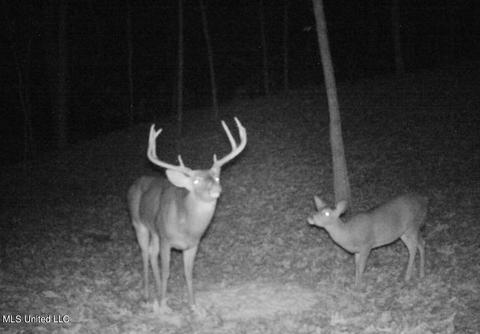 17665 Highway 22, Jackson, MS 39209 photo 84