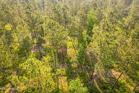 Cane Creek, Flora, MS 39071 photo 6