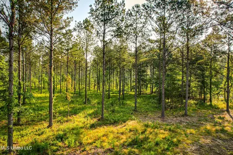 Cane Creek, Flora, MS 39071 photo 7
