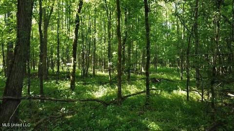 Abernathy Road, Flora, MS 39071 photo 7