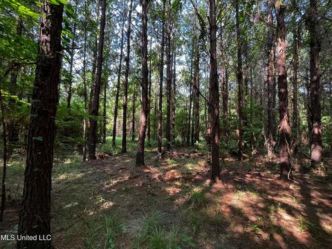 Rose Road, Hickory, MS 39332 photo 28