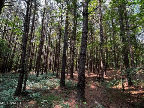 Rose Road, Hickory, MS 39332 photo 10