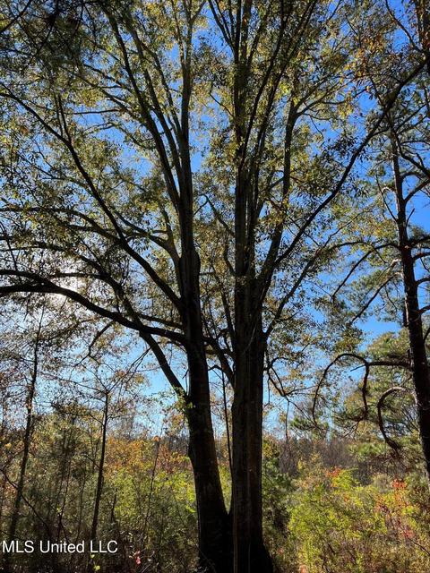 4695 Hwy 22, Flora, MS 39071 photo 2