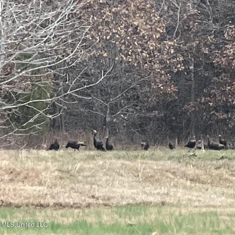 3860 Nesbit Rd, Nesbit, MS 38651 photo 4