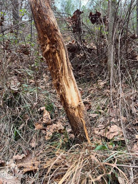 Spring Creek Rd, Flora, MS 39071 photo 8