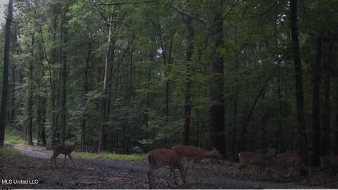 1665 Bill Strong Rd, Edwards, MS 39066 photo 43