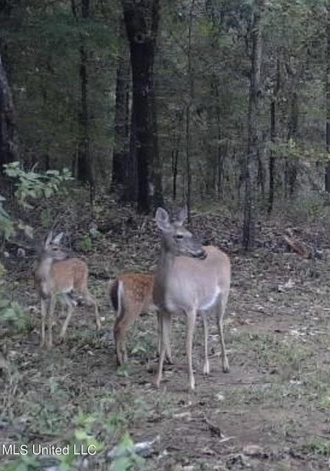 1665 Bill Strong Rd, Edwards, MS 39066 photo 42