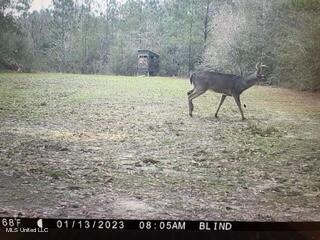 60 Carl Taylor Rd, Wiggins, MS 39577 photo 46