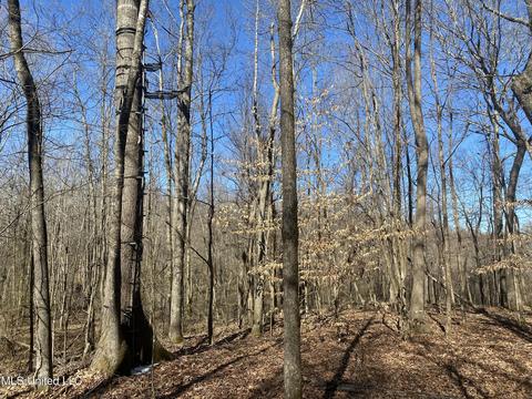 Off County Road 243, Etta, MS 38627 photo 12