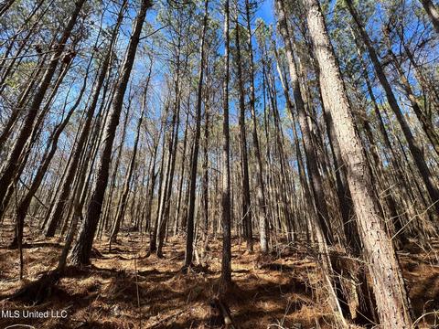 Chaney Rd, Ackerman, MS 39735 photo 16