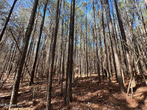 Chaney Rd, Ackerman, MS 39735 photo 6
